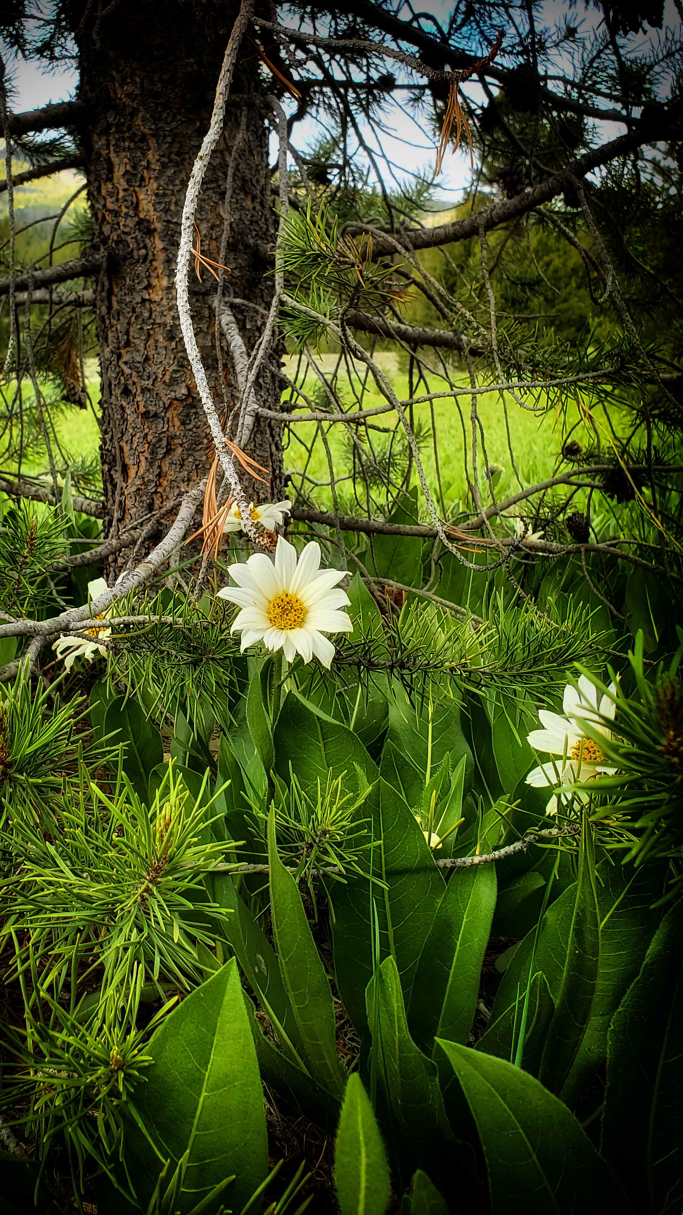 Sunflower Mule-ears